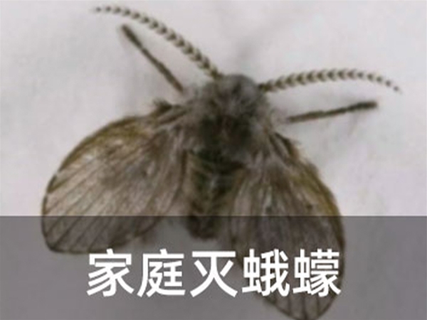 家庭滅蛾蠓
